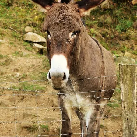 哈利艮公寓 公寓 *