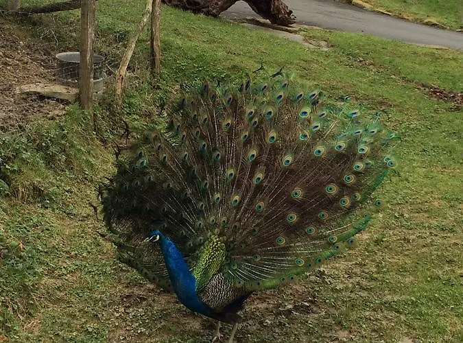 Harrigain San Sebastian