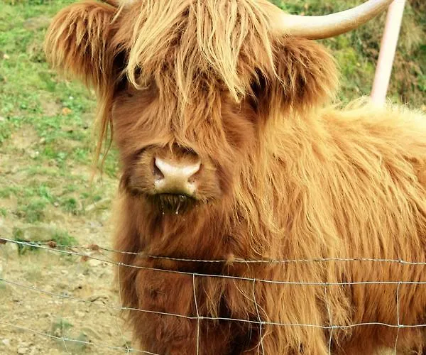 Harrigain سان سيباستيان